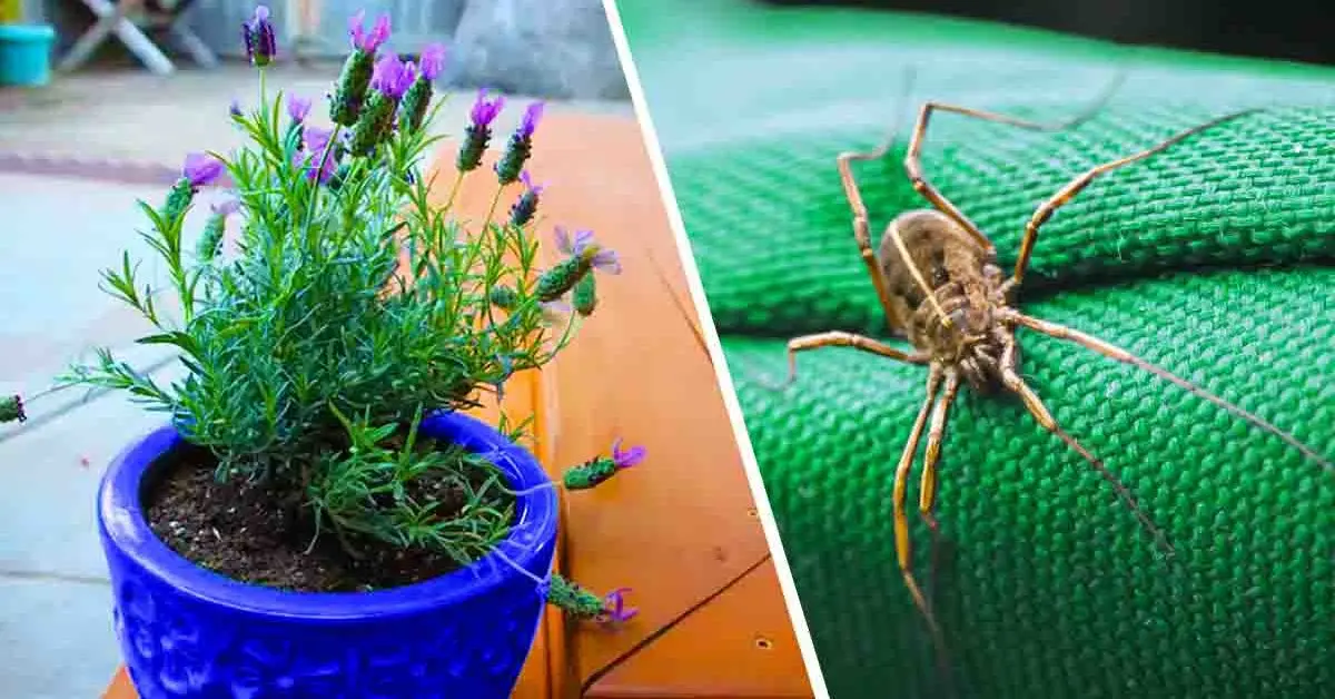 5 plantes qui chassent les araignées, les fourmis, les moustiques et les scorpions de la maison