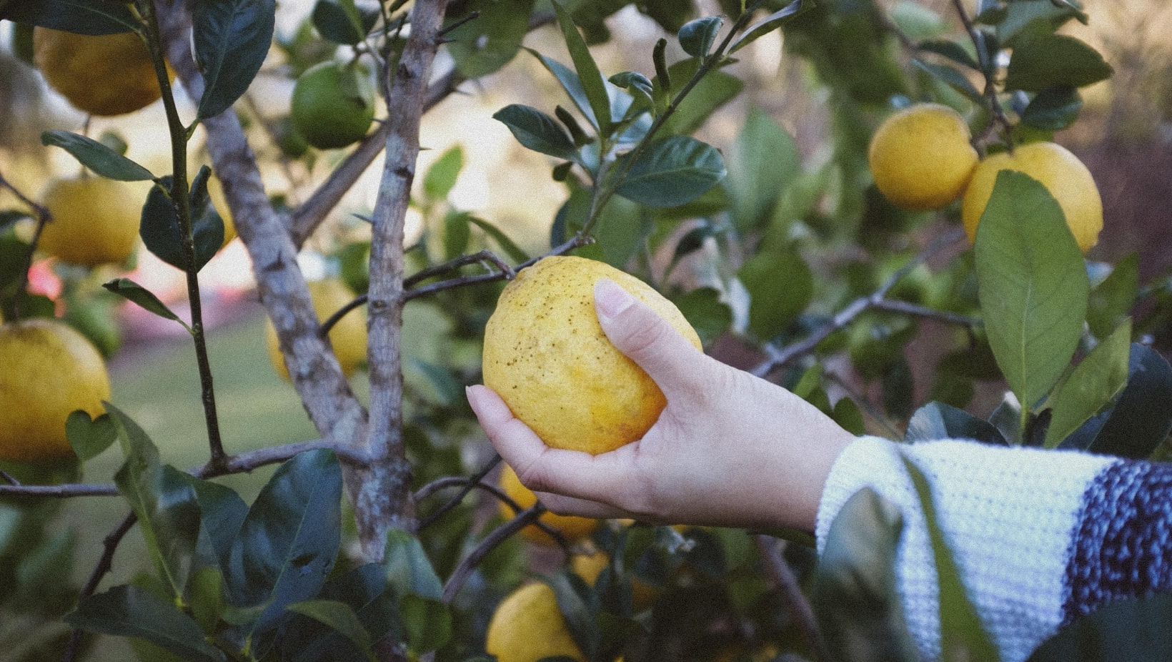 Optimiser la Production de Citrons de Votre Citronnier : Solutions aux Problèmes de Fructification