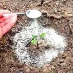 Le bicarbonate de soude est le meilleur ami du jardinier : voici 10 utilisations astucieuses dans le jardin